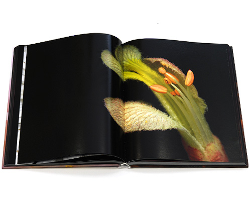 Edvard Koinberg: Herbarium Amoris Floral Romance 2009 г Твердый переплет, 280 стр ISBN 978-3-8365-1450-7 Язык: Английский Мелованная бумага, Цветные иллюстрации инфо 1245o.